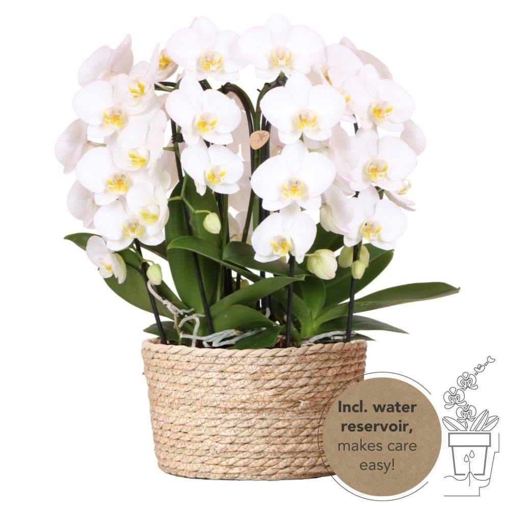 Orchidées dans un panier en roseau avec réservoir d'eau | trois orchidées blanches courbées Niagara Fall 12cm | Mono bouquet blanc