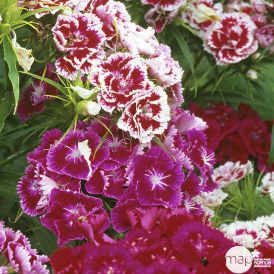 Œillet de poète : barquette de 10 plants