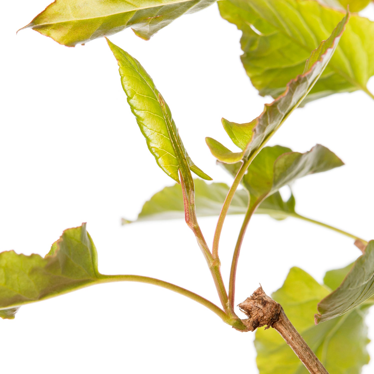 Bruidssluier (Fallopia aubertii) D 16 H 75 cm