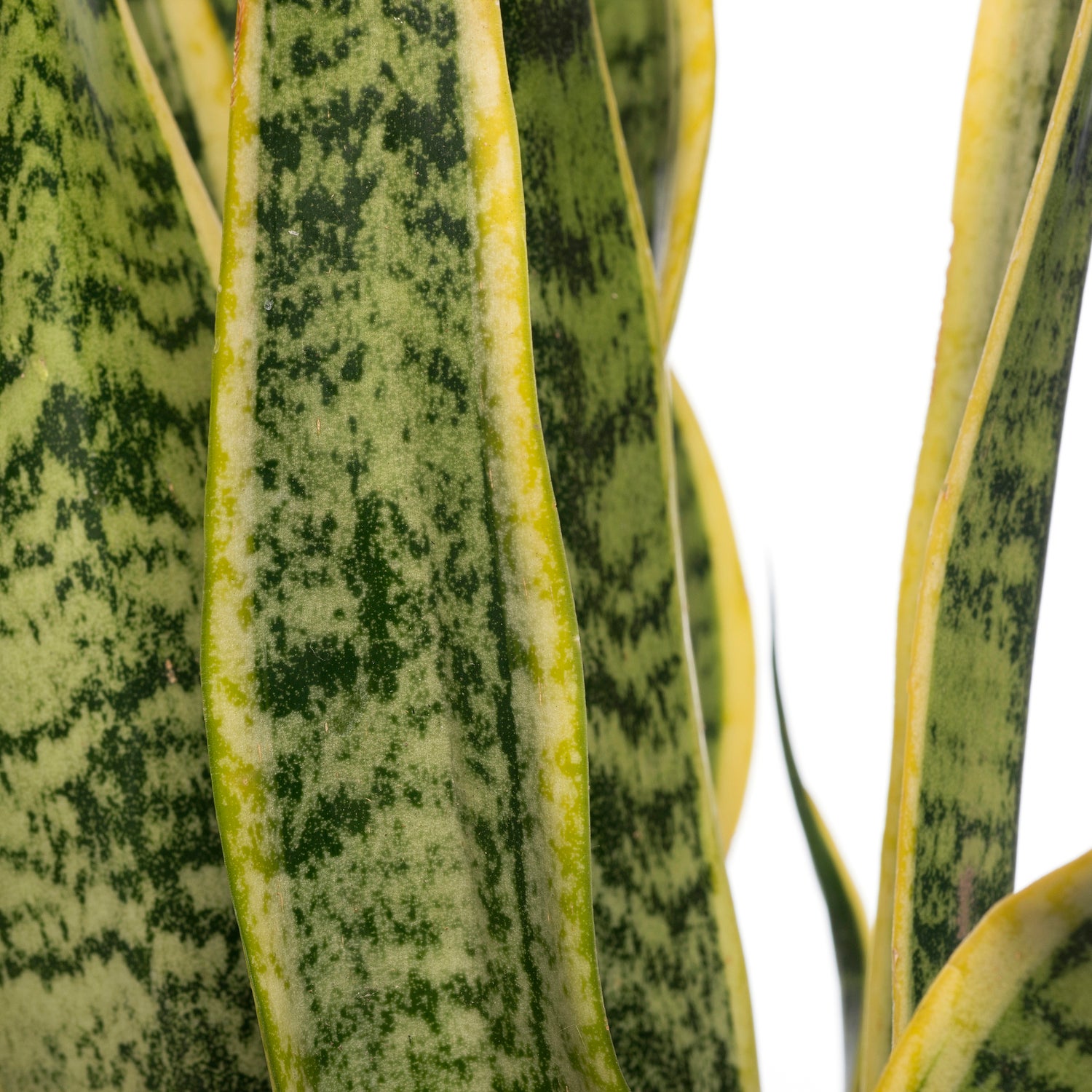 Vrouwentong (Sansevieria trifasciata 'Laurentii') D 14 H 50 cm