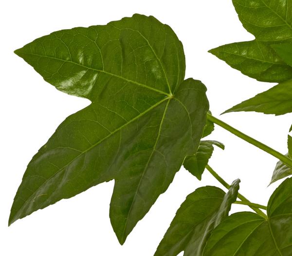 Zimmeraralie - Fatsia japonica