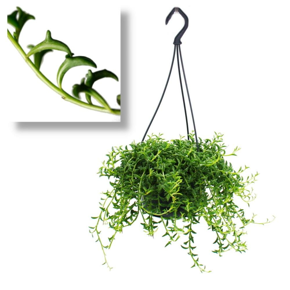 Senecio peregrinus - plante dauphin - collier dauphin - succulente plante feu tricolore - feu tricolore 14cm - suspendu