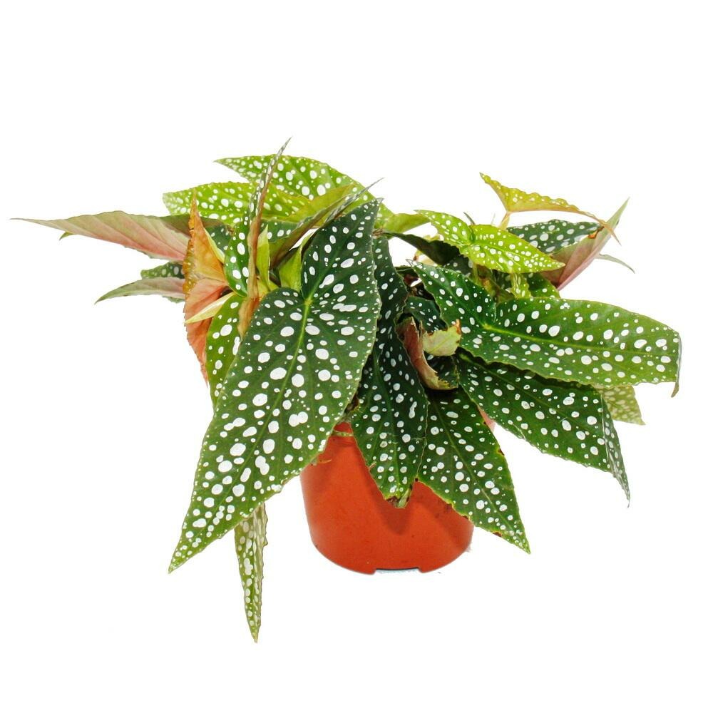 Bégonia à double point - begonia maculata 'double dot' - pot 12cm