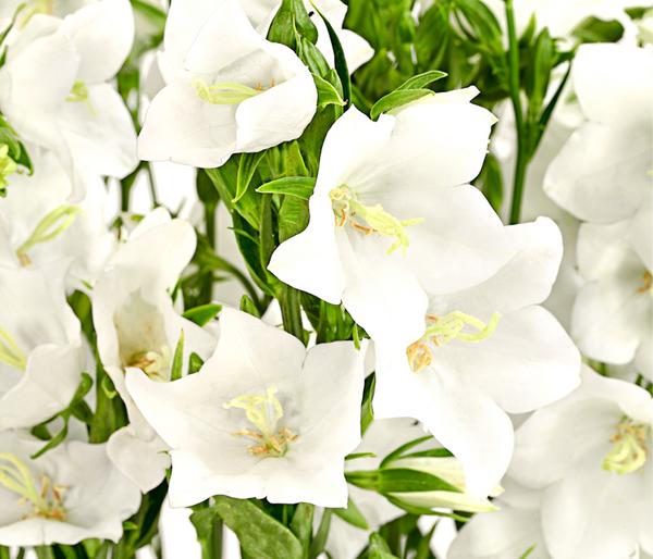 Glockenblume 'Takion', verschiedene Farben