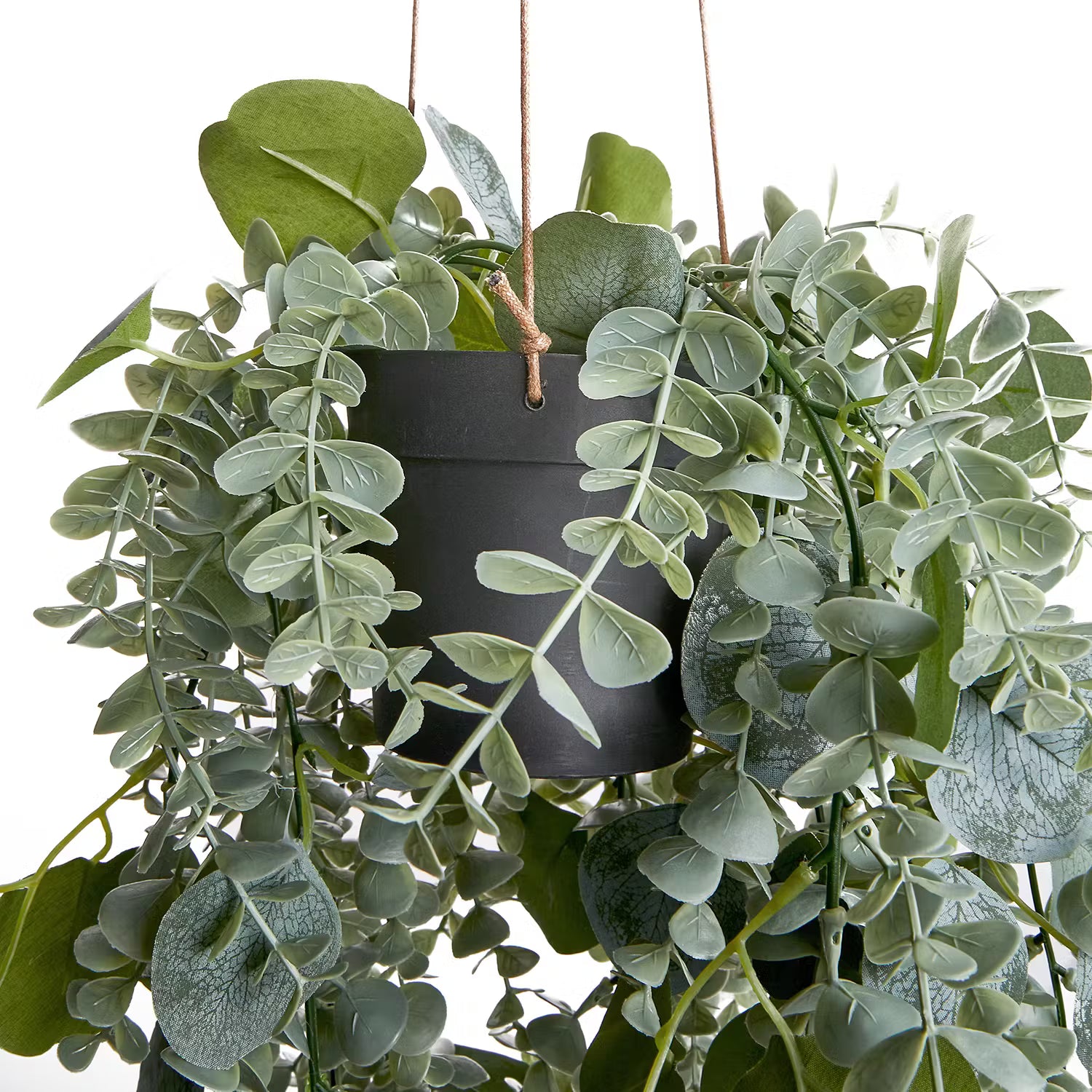 FLORISTA Hängepflanze Eukalyptus 6er-Set
