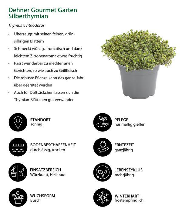 Dehner Gourmet Garten Silberthymian