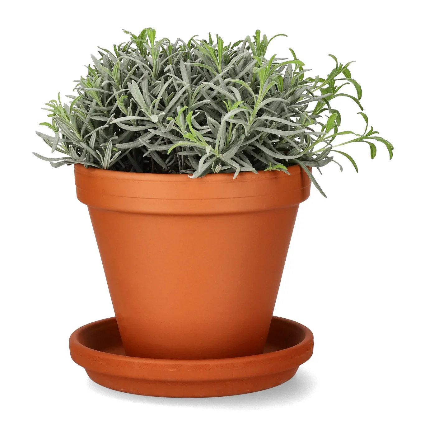 Lavandula officinalis Lavendel Ø14 cm