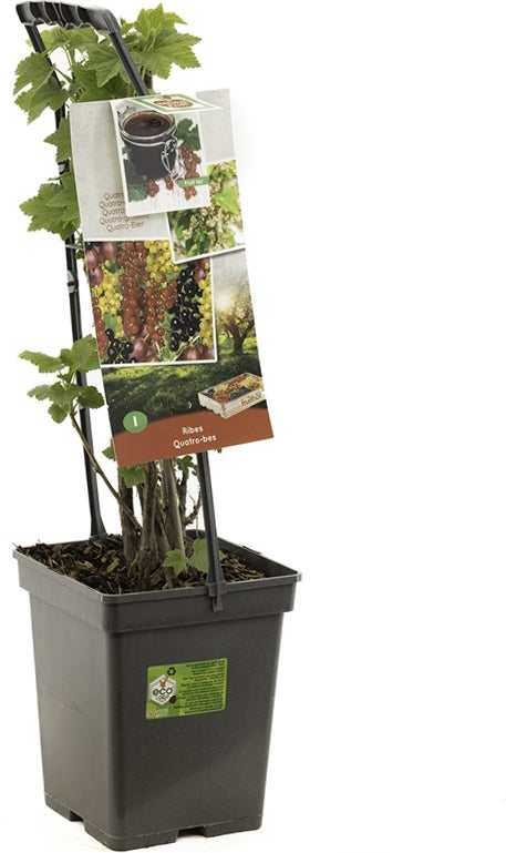 Intratuin biologische 4 bessen (Ribes 'Quatro') D 18 H 65 cm