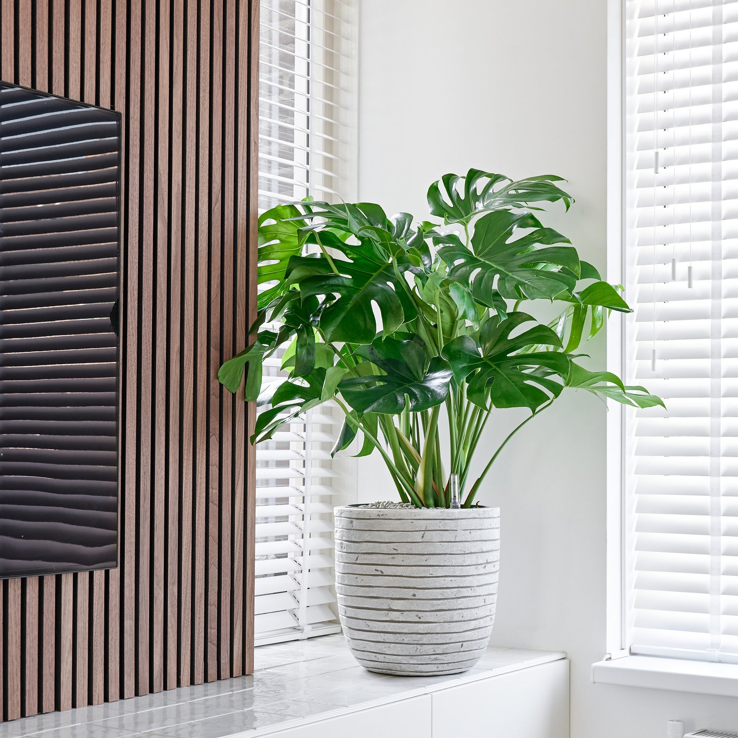 Gatenplant (Monstera deliciosa) D 30 H 100 cm