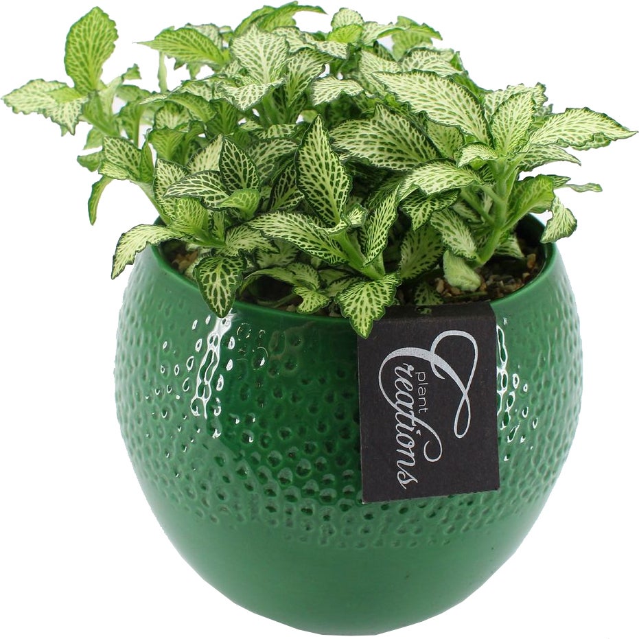 Intratuin Arrangement Boly Mozaïekplant (Fittonia) D 14 H 25 cm