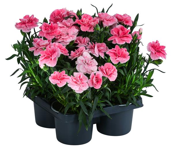 Garten-Nelke, verschiedene Farben, 4er-Set