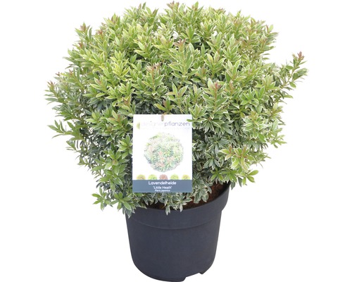 Japanse lavendelheide FloraSelf Pieris japonica 'Little Heath' H 40-50 cm Co 6 L