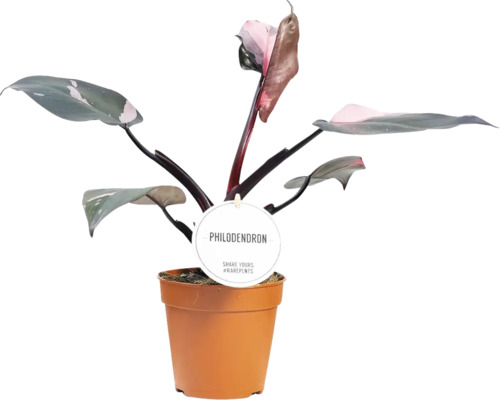 Philodendron Mix FloraSelf, ca. 30 cm hoog, potdiameter 12 cm
