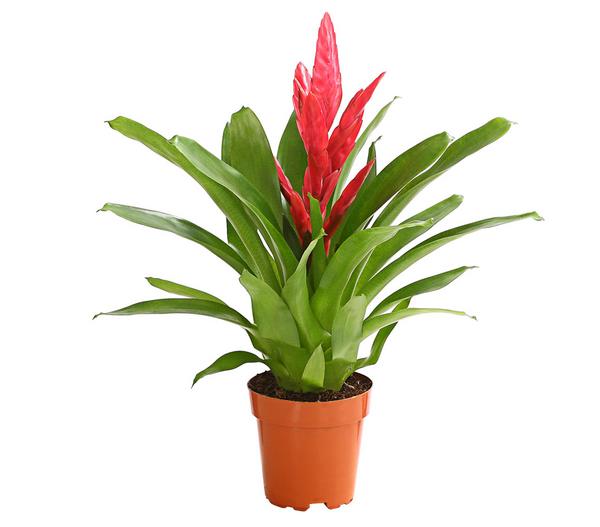 Vriesea - Bromelia cultivars, verschiedene