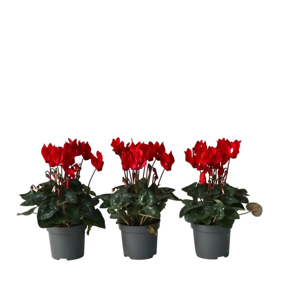 Perzisch cyclaam - Set van 6 - Cyclamen Winfall Scarlet - Hoogte 10-20cm - ⌀9cm