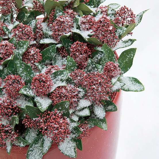 Skimmia japonica ' Rubella ' : H 40/50 cm conteneur 5 litres