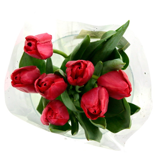 Botte 7 Tulipes H.40cm - Coloris variables