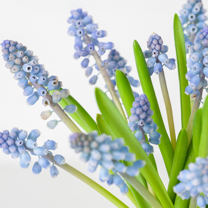 Blauwe druifjes 'Muscari' | in blauw vaasje