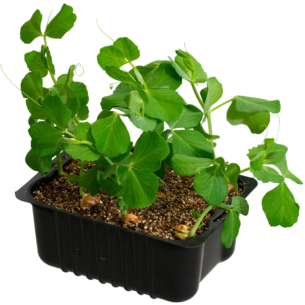Sugar snaps box 14 cm Sukkererter Ø14 cm