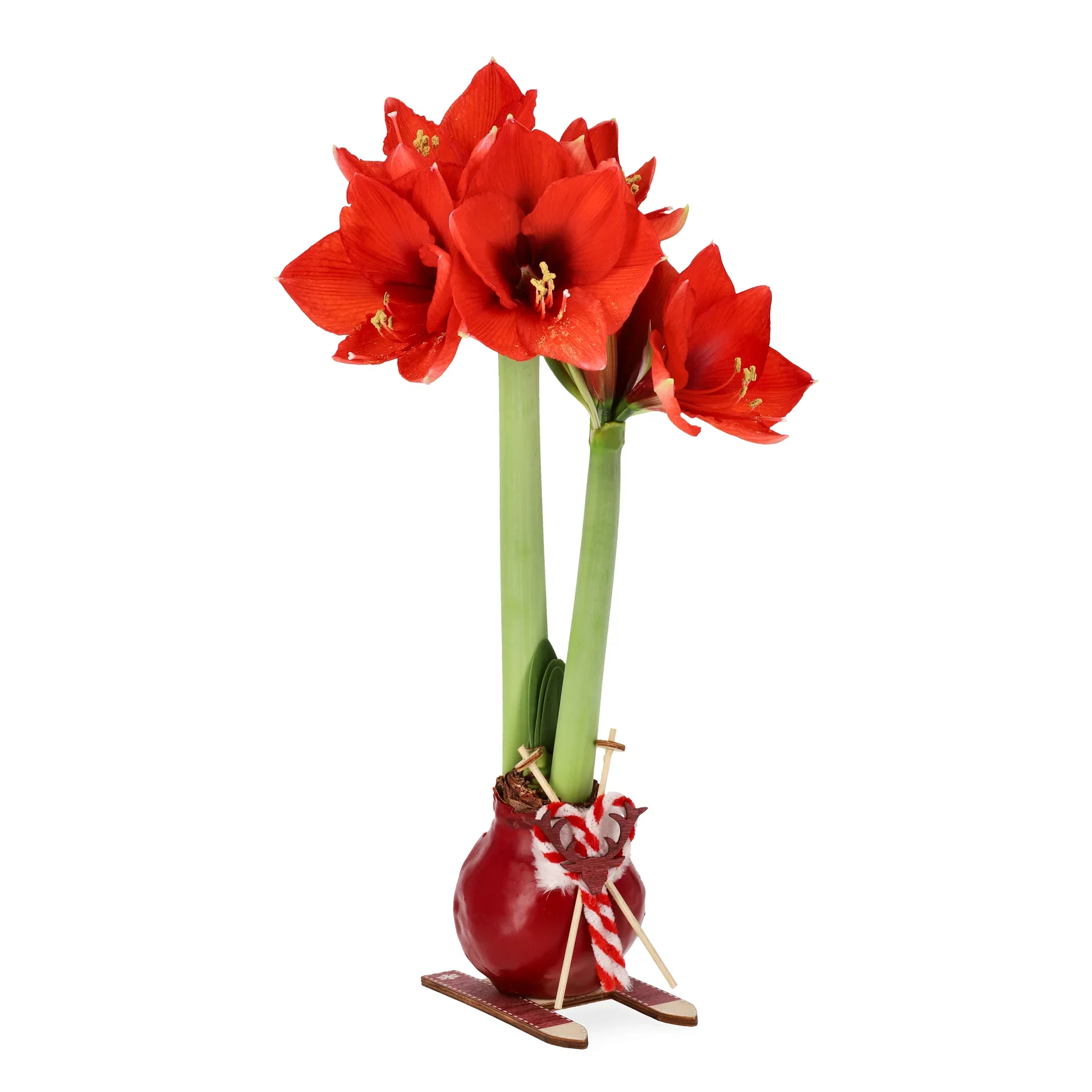 Hippeastrum x hortorum Vokset amaryllisløk Omkrets 32 cm