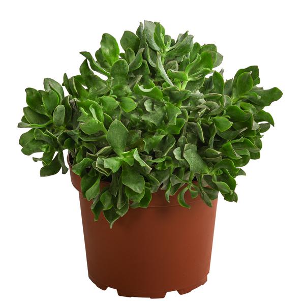Dickblatt - Crassula cultivars, verschiedene