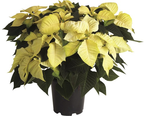Extra grote kerstster (Euphorbia pulcherrima) FloraSelf H 40-50 cm Ø 19 cm pot assorti