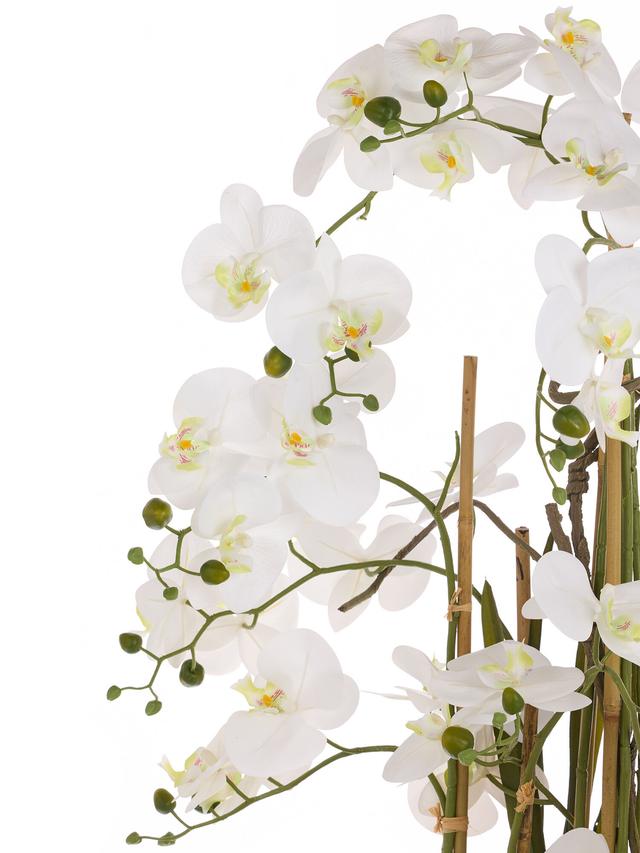 Orchidee Phalaenopsis, 160 cm
