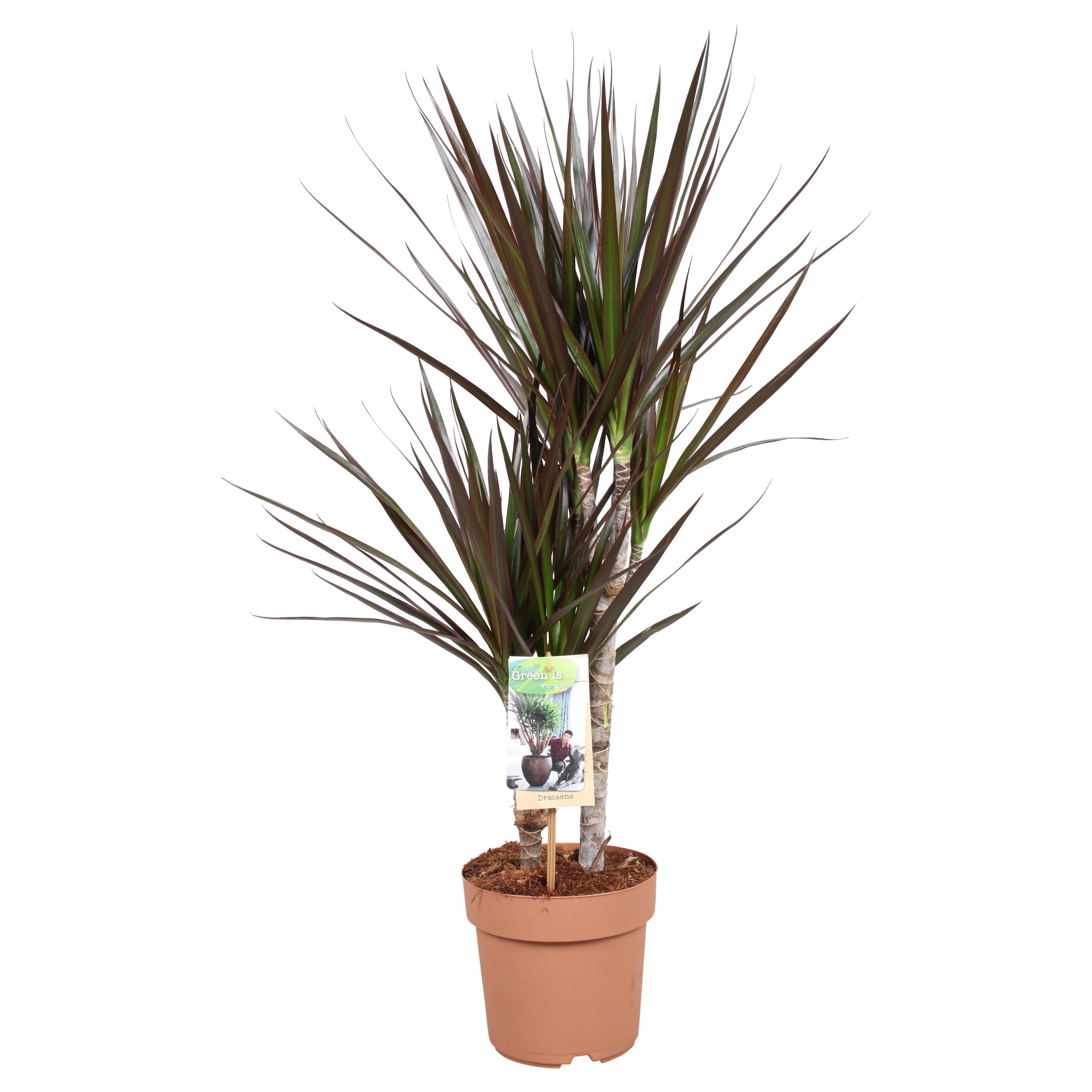 Plante d'intérieur - dracaena magenta 80.0cm