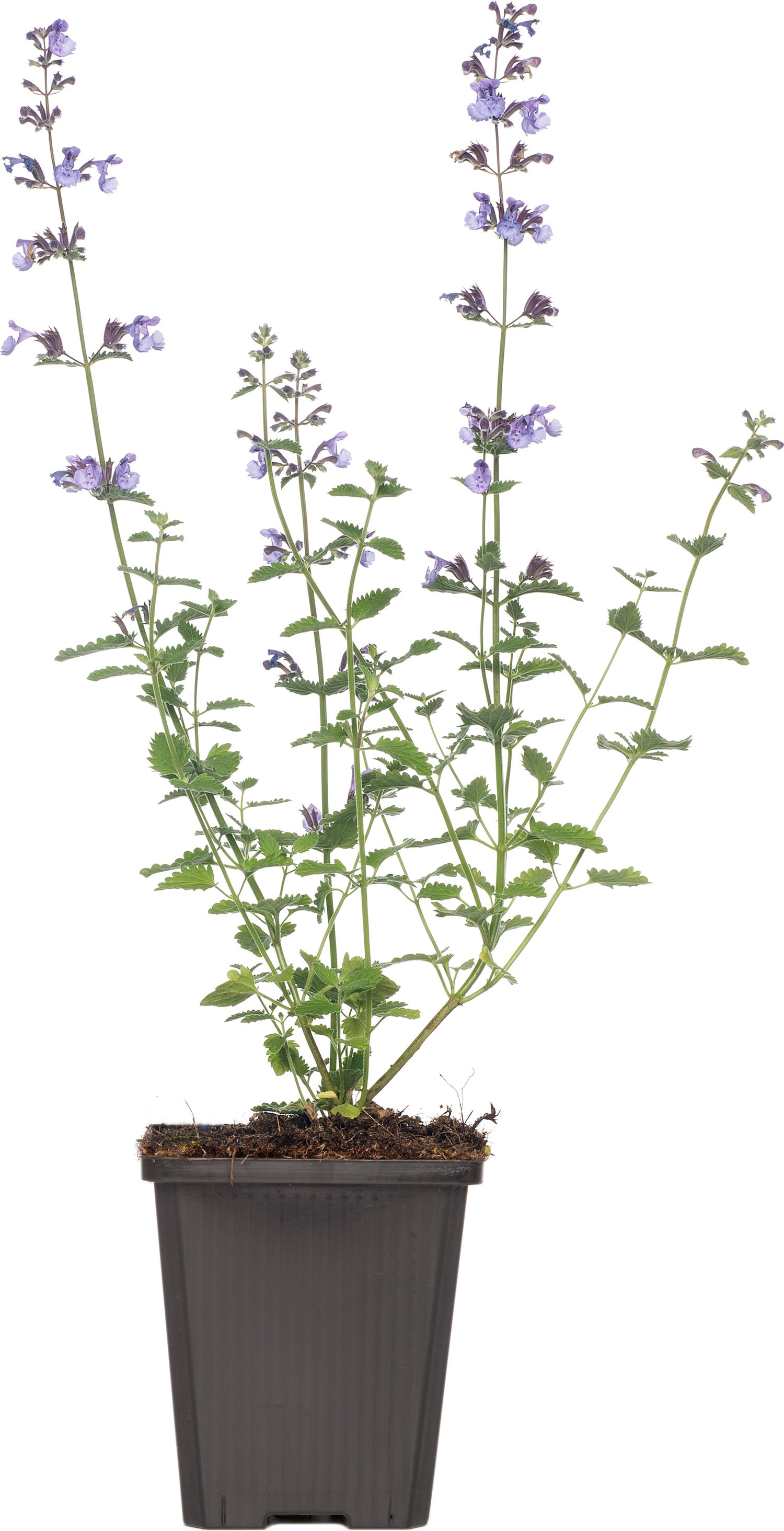 Kattekruid (Nepeta 'Six Hills Giant') D 9 H 10 cm