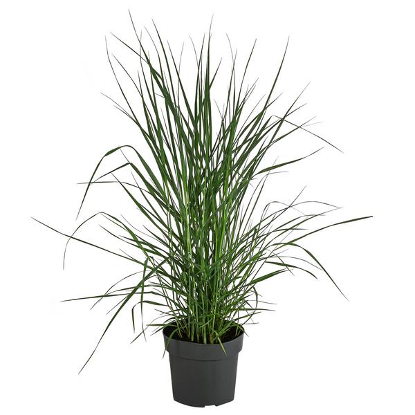 Rutenhirse 'Prairie Sky'