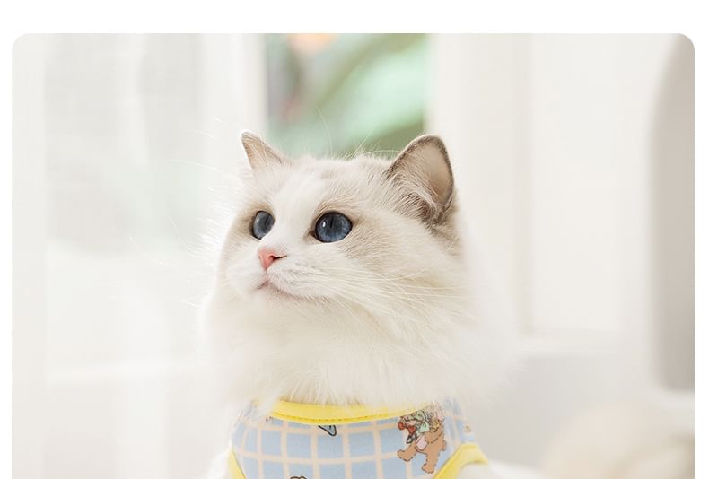 Cissilli - Bear Pet Recovery Top