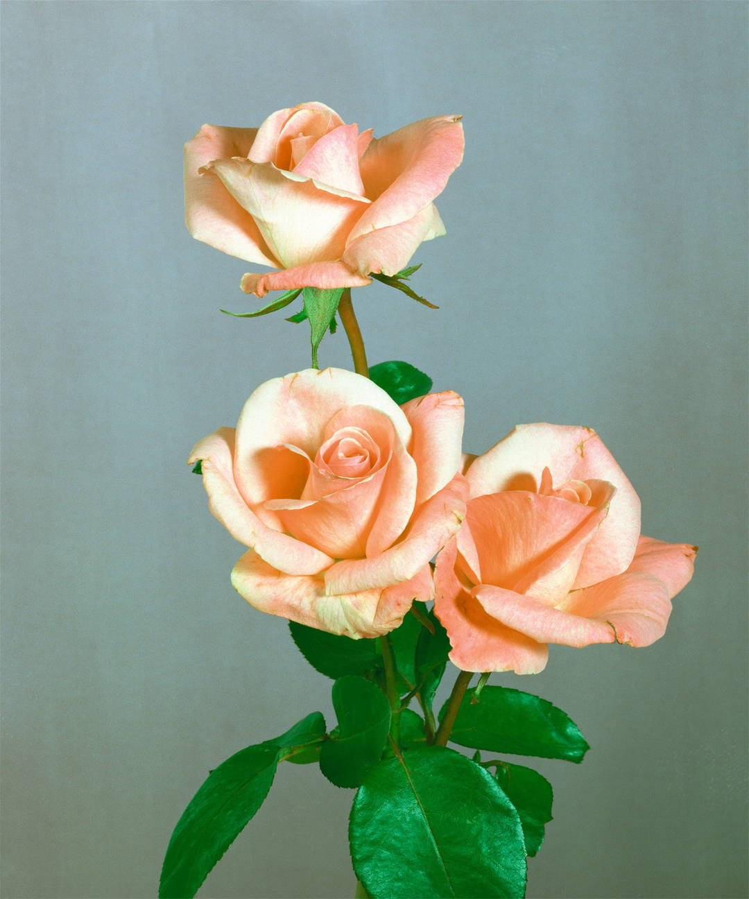 Rosen 103 by Kris Scholz - Limited Edition. Edition of: 100. Signed.