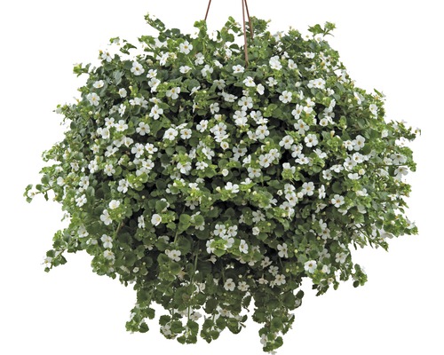 Sneeuwvlokbloem FloraSelf Sutera (Bacopa) cordata Ø 10,5 cm pot wit