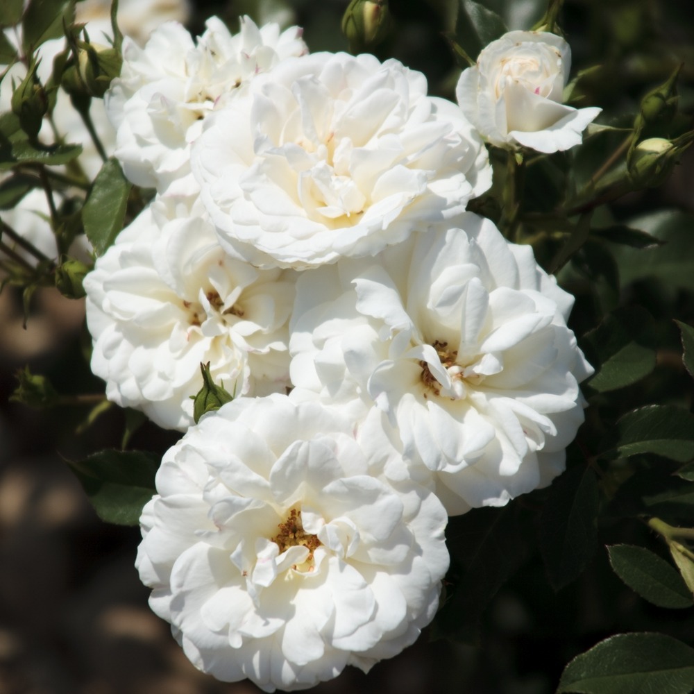 Rosier carte blanche ® meibarum sans motte