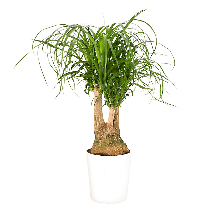 Beaucarnea 21cm avec cache pot blanc