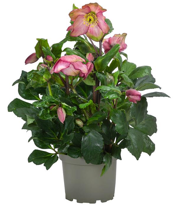 Christrose 'HGC® Winter Ballet® Pink Flare'