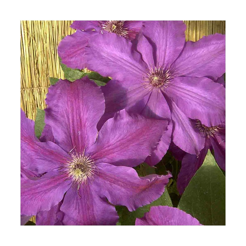 Clématite kacper/clematis kacper[-]pot de 1,5l - tuteur bambou 30/60 cm