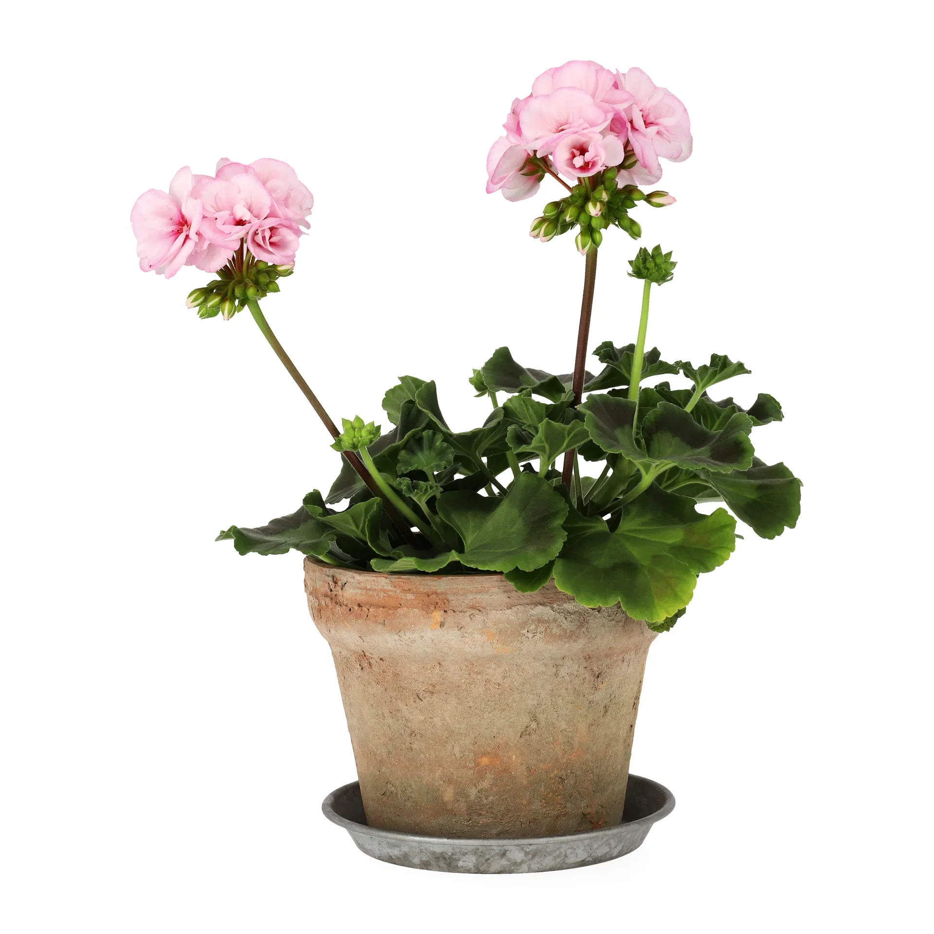 Pelargonium x hortorum Pelargonia 'Estelle' Ø14 cm