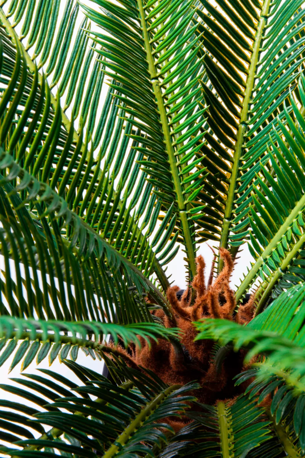 Kunstpflanze Cycas Tree 61200
