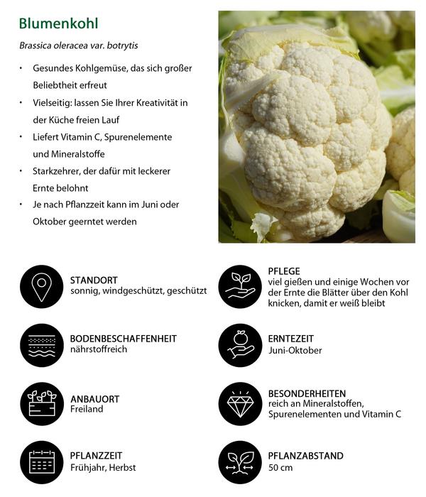 Blumenkohl, 6er Schale