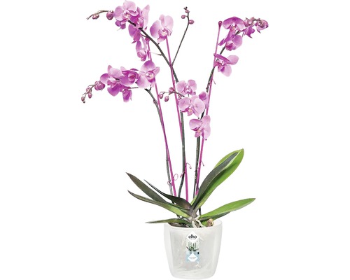 Orchideeënpot Elho Brussels Ø 12,5 cm transparant