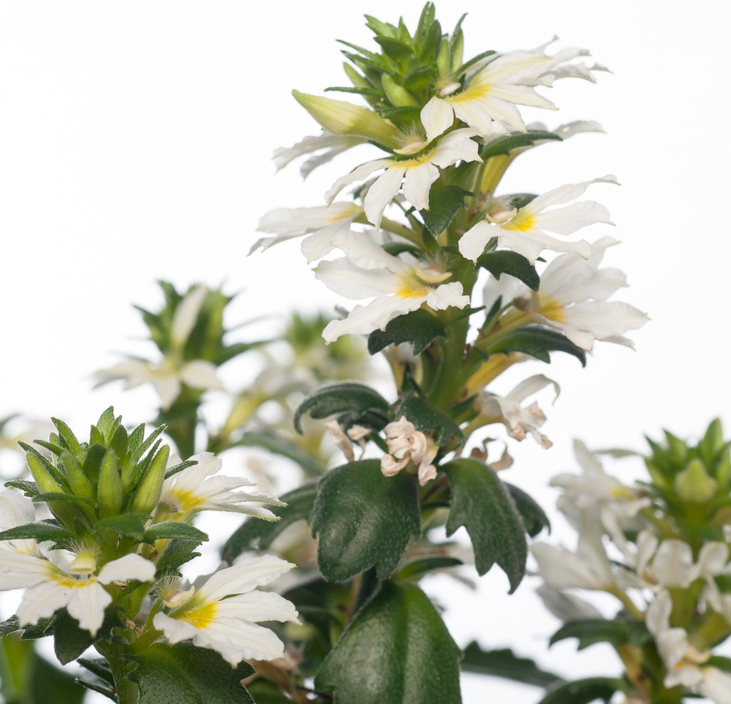 Waaierbloem (Scaevola) wit D 13 H 15 cm