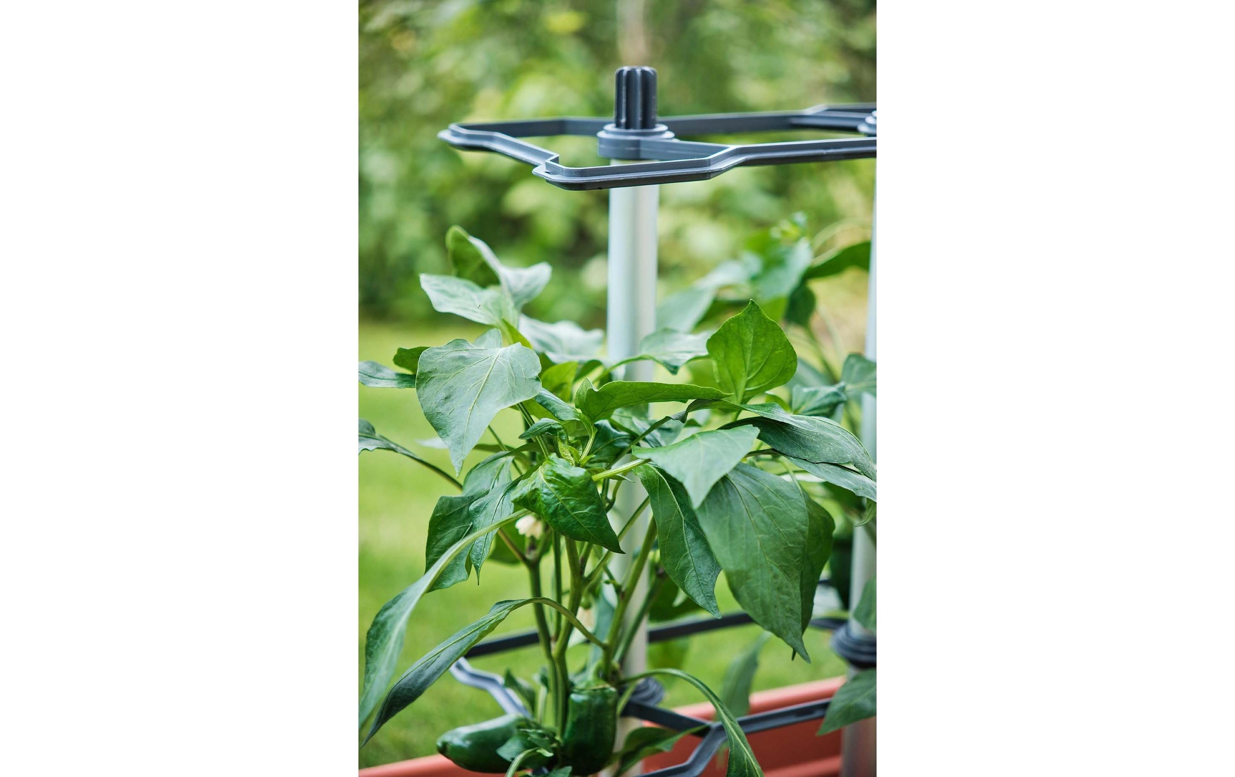 Gusta Garden Rankhilfe »CHILI BUDDY Rankhilfe für Chilis & Paprika Silber«
