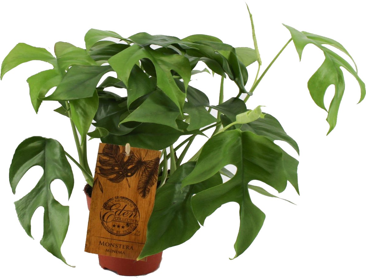 Philodendron (Philodendron minima) D 15 H 40 cm