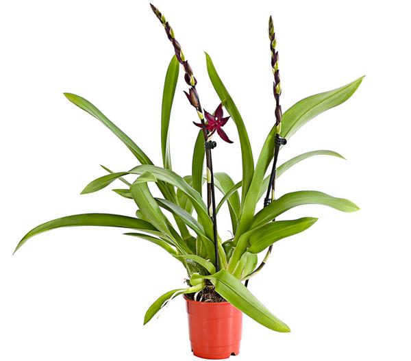 Tiger-Orchidee - Colmanara cultivars 'Massai'