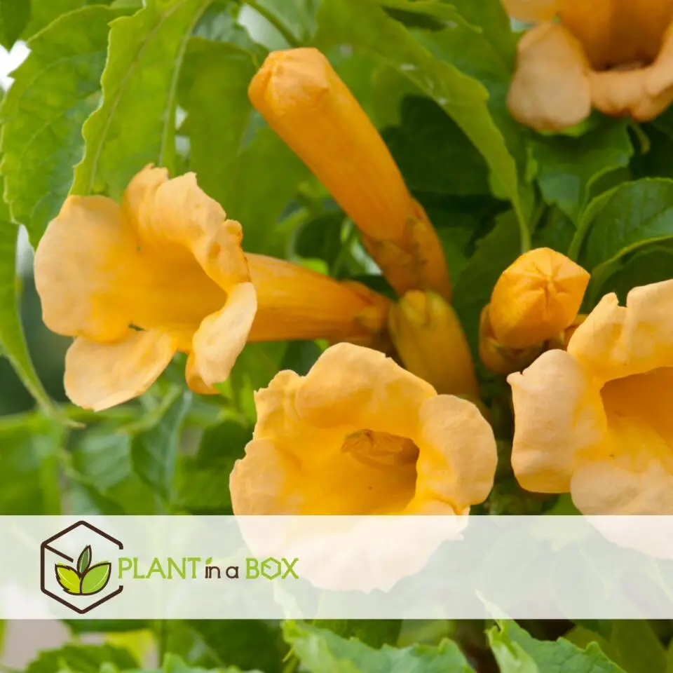 Trompetbloem - Campis radicans 'Flava' - Hoogte 110-120cm - ⌀17cm