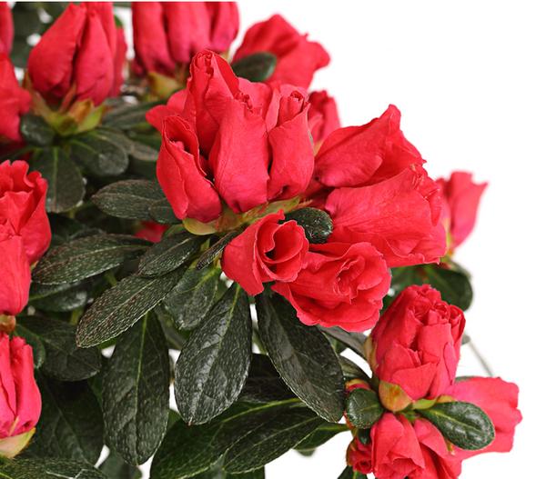 Zimmerazalee - Rhododendron simsii