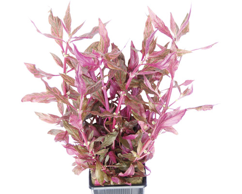 Papegaaienblad Red Ruby - Alternanthera reineckii Red Ruby XXL