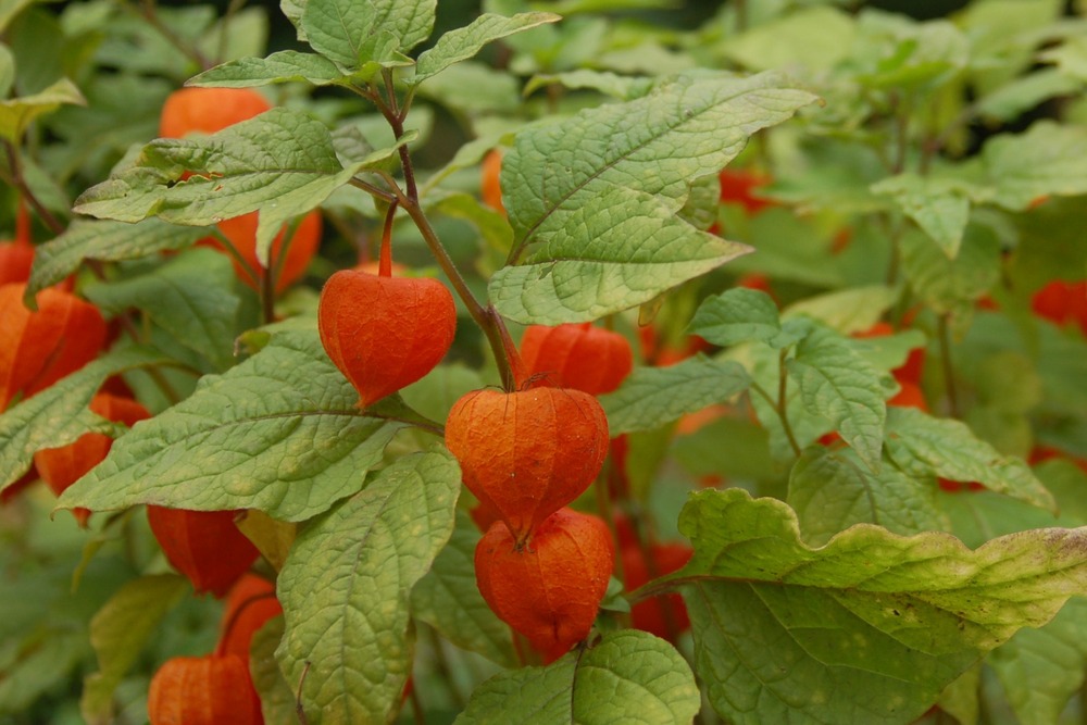 Coqueret du pérou - 100 graines - avec substrat - physalis peruviana