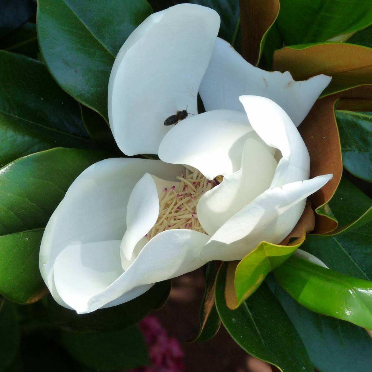 Magnolia à grandes fleurs grandiflora galissoniensis/magnolia grandiflora galissoniensis[-]pot de 4l - 40/60 cm